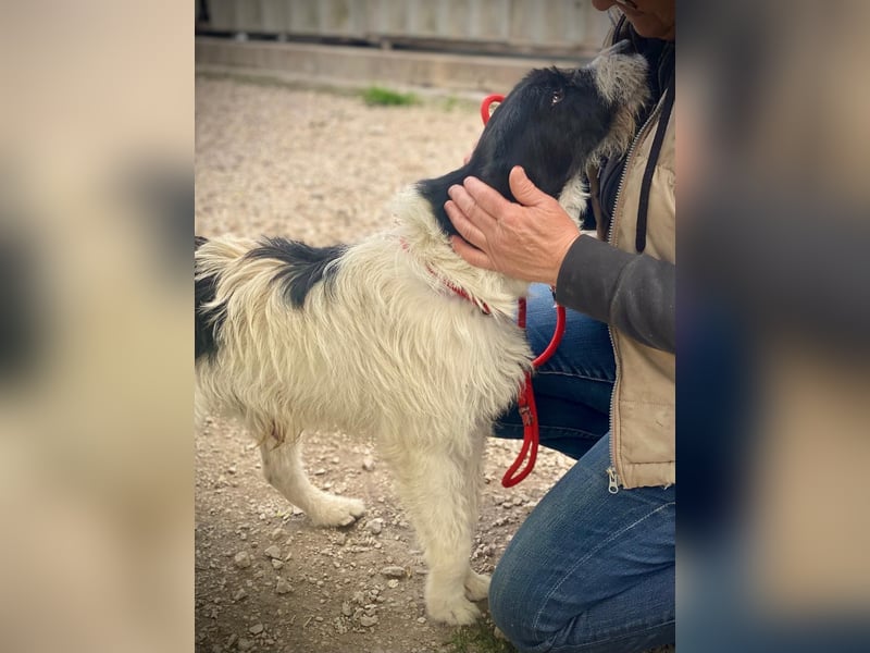 Aldo - Fundhund möchte endlich ein Zuhause