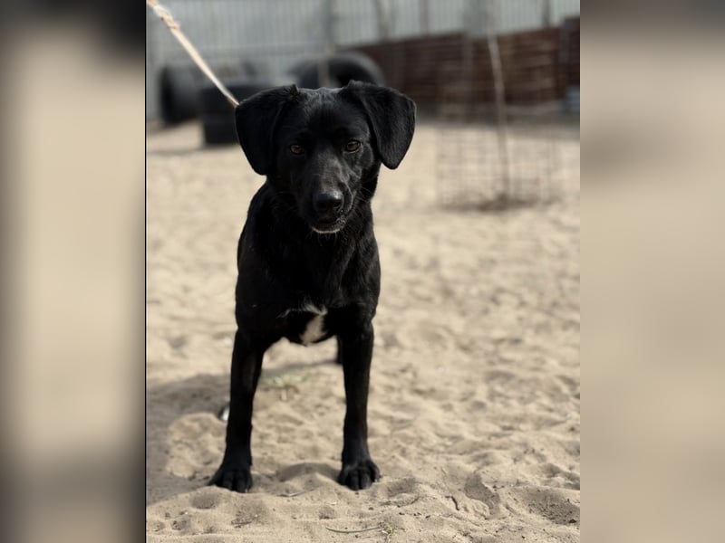 Arnold – pfiffige Schmusebacke sucht ein Körbchen 