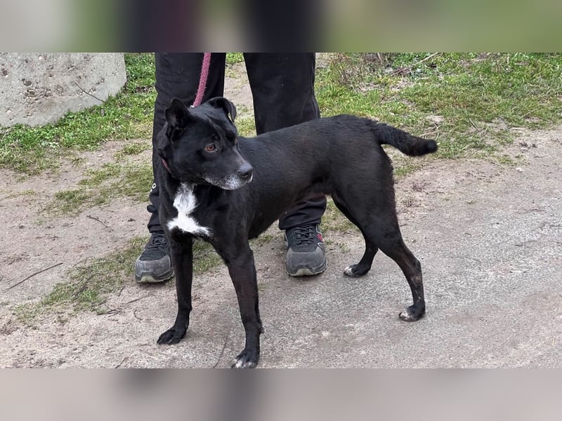 Lara LM – liebevolle Hündin sucht ein Zuhause für immer 