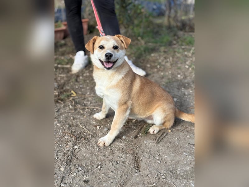 Dakari kk – fröhlicher Junghund sucht liebevolles Zuhause 