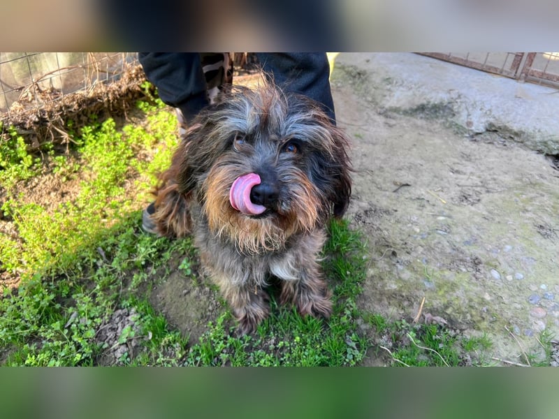 Adolf LM – freundlicher Rüde sucht sein Zuhause 