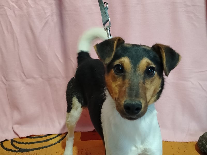 Borka KK – liebe junge Hündin sucht ihre Menschen 