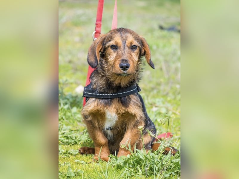 Bajusz SI – vorsichtiger, liebevoller Junghund sucht seine Menschen 