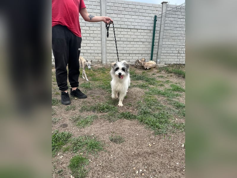 Panda BE – süße Terriermix-Hündin sucht ihr Zuhause 