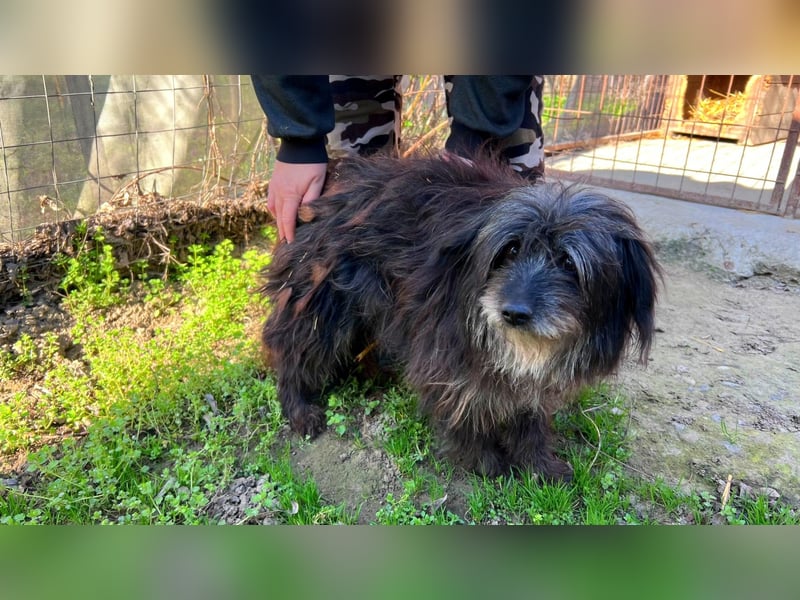 Axel LM – zutraulicher, freundlicher Begleiter sucht sein Zuhause 