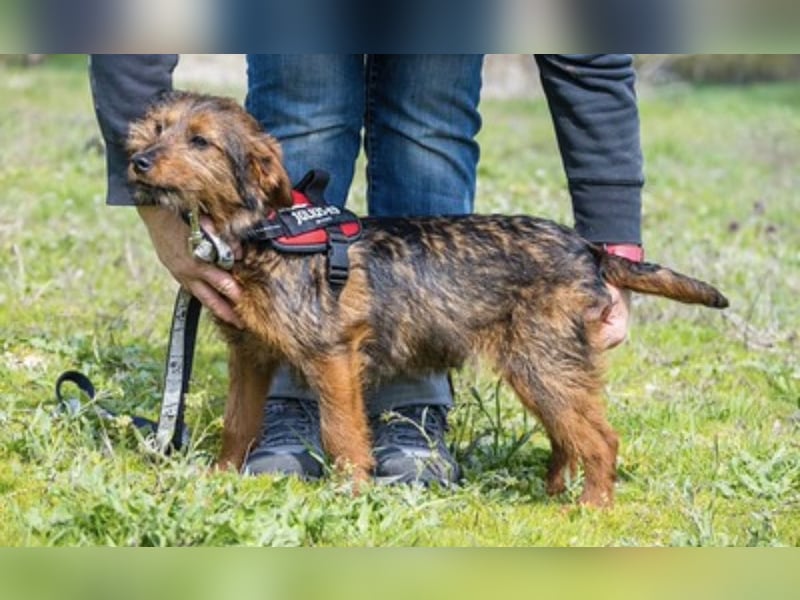 Szakáll SI – sanfter, anhänglicher Junghund sucht sein Zuhause 