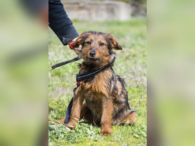 Szakáll SI – sanfter, anhänglicher Junghund sucht sein Zuhause 