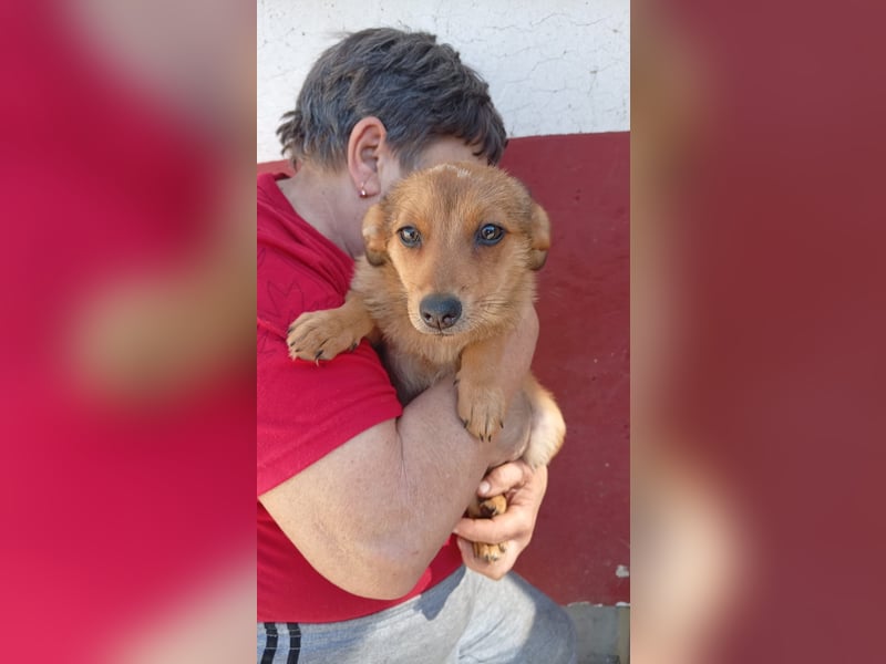 Virag2 PP – neugierige junge Hündin sucht liebevolles Zuhause