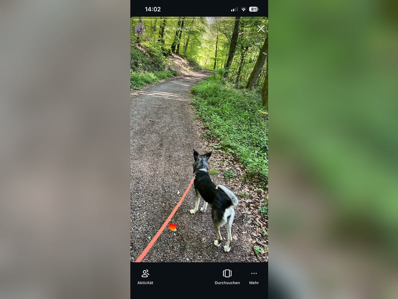  Lissi sucht ein liebevolles neues Zuhause