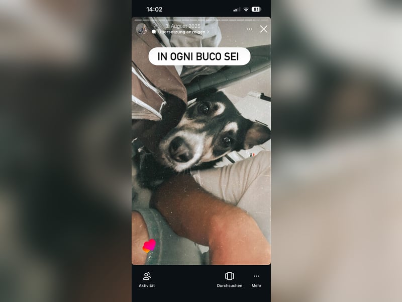  Lissi sucht ein liebevolles neues Zuhause