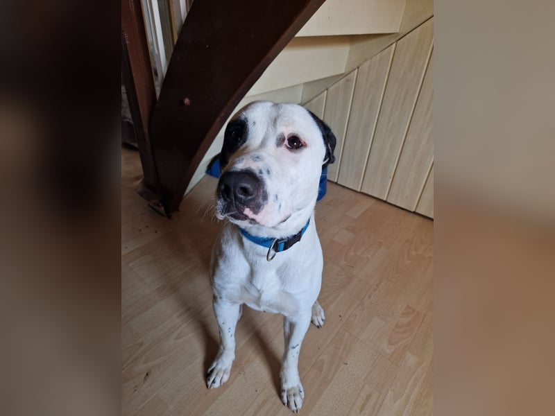 Mischling Lucky sucht ein Zuhause