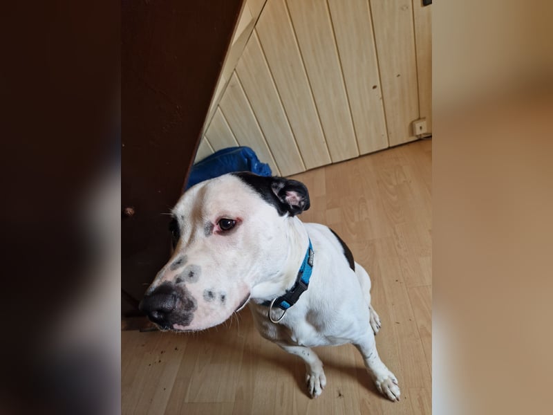 Lucky sucht ein tolles Zuhause