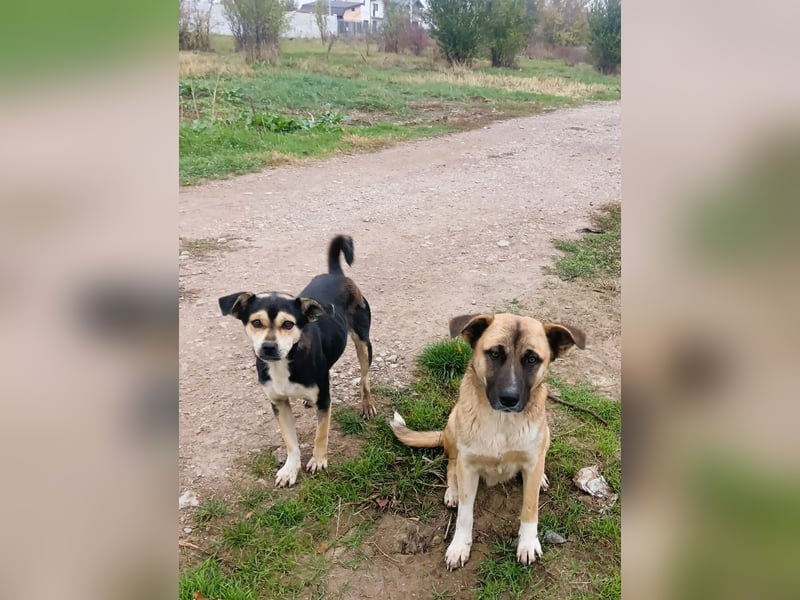 Wer hat das schönste Lächeln - Smile 