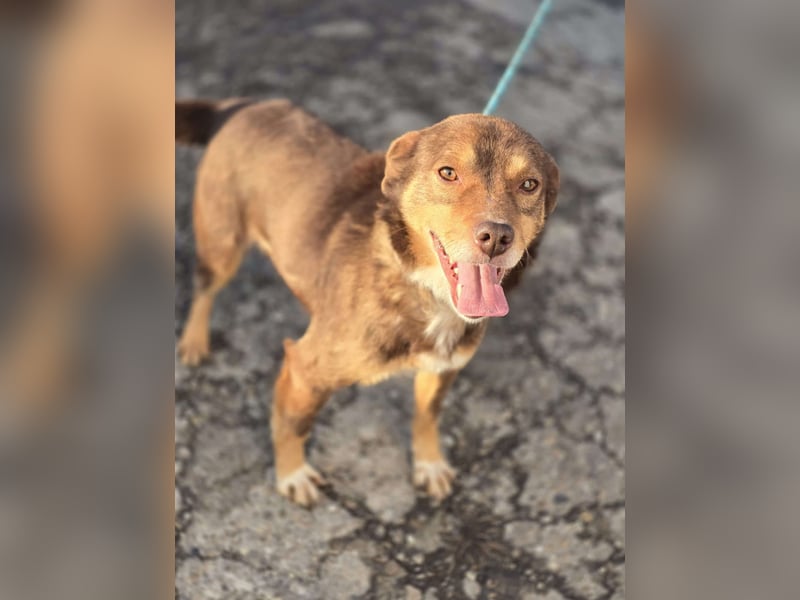 Super freundlicher *Lucky* – macht seinem Namen alle Ehre