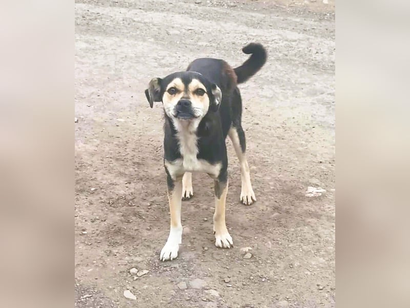 Wer hat das schönste Lächeln - Smile 