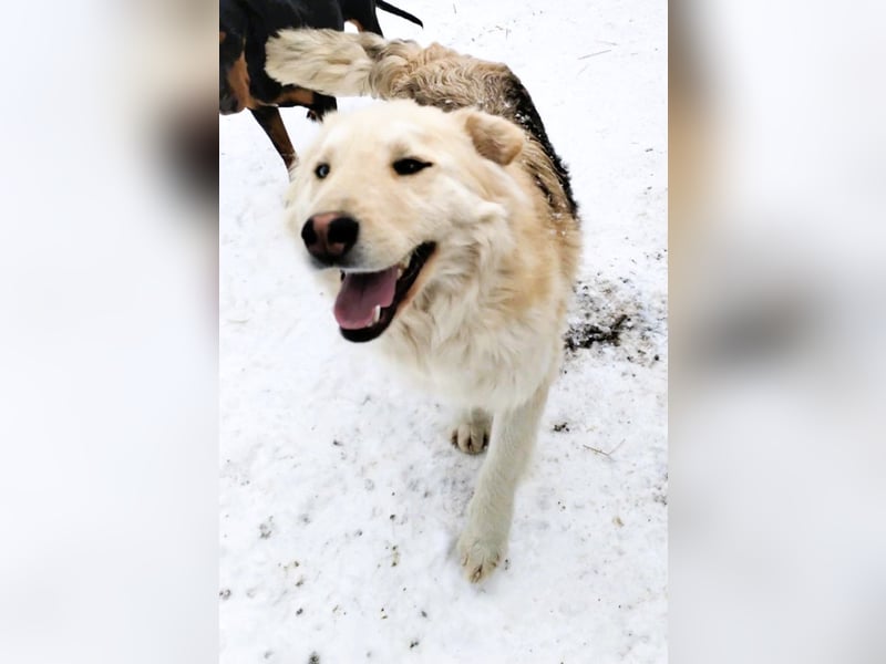 Wunderschöner „Jamie“ – hat das Hundeherz am rechten Fleck