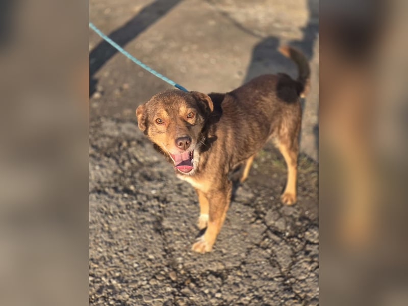 Super freundlicher *Lucky* – macht seinem Namen alle Ehre