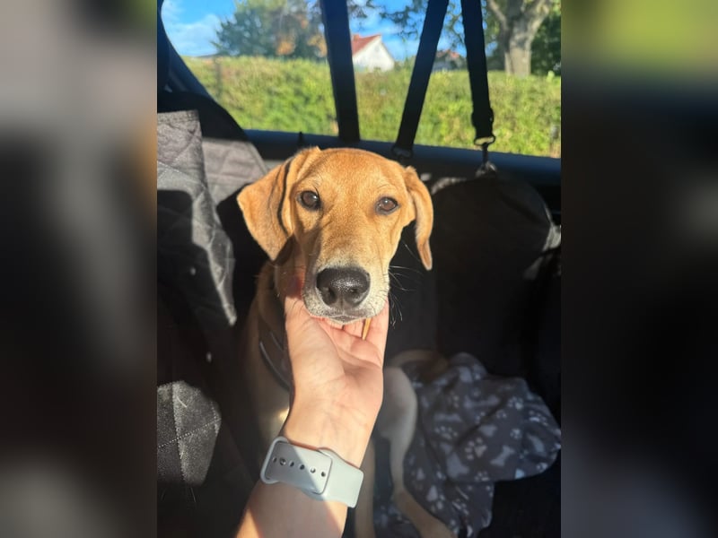 aktiver, fröhlicher FILOU sucht seine Menschen