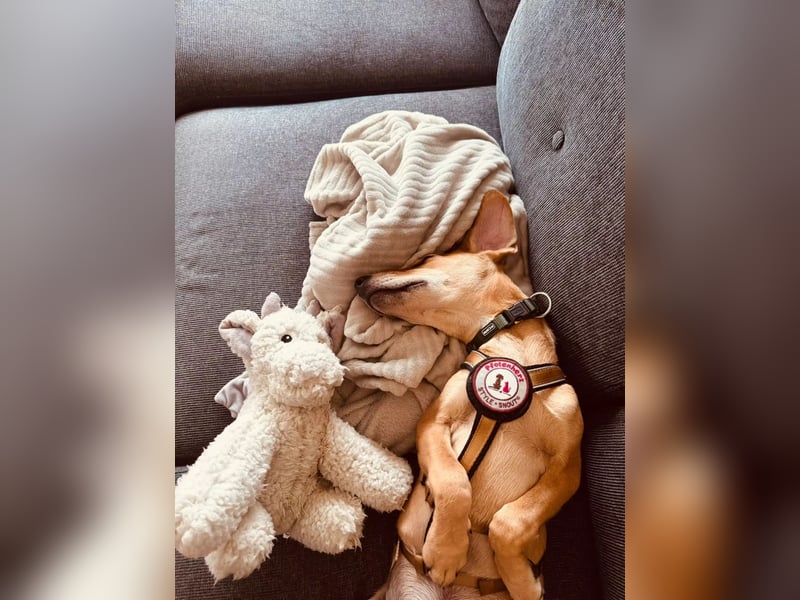 aktiver, fröhlicher FILOU sucht seine Menschen
