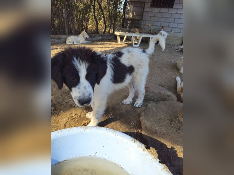 Hund Welpe Rüde Sam Tierschutz