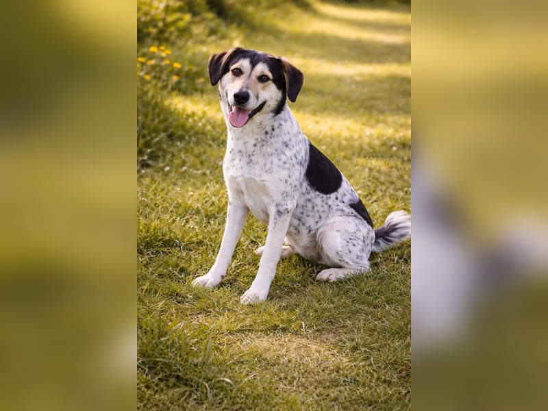 Hund Rüde Tierschutz Bundesweite Vermittlung
