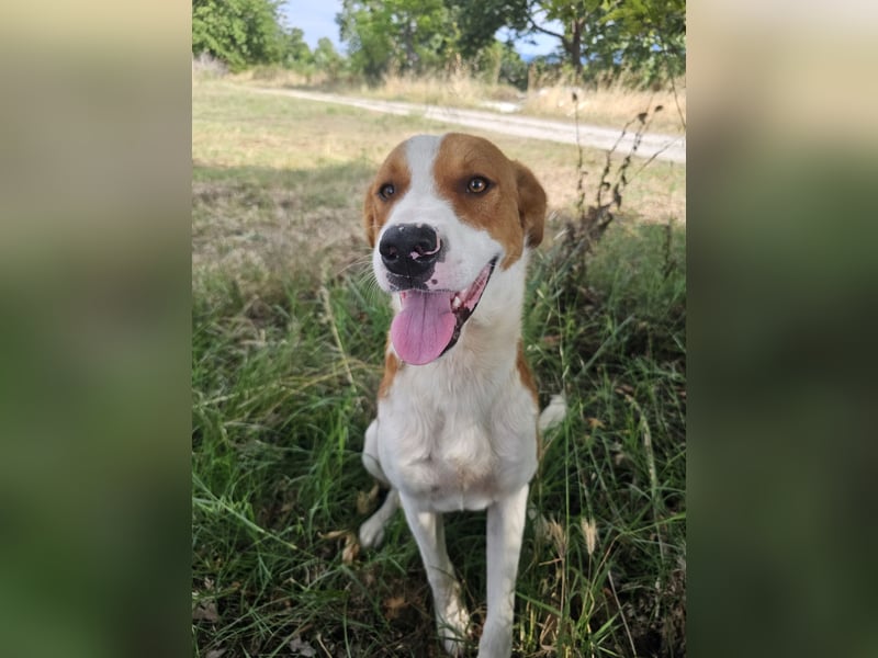 Hund Rüde Tierschutz Bundesweite Vermittlung