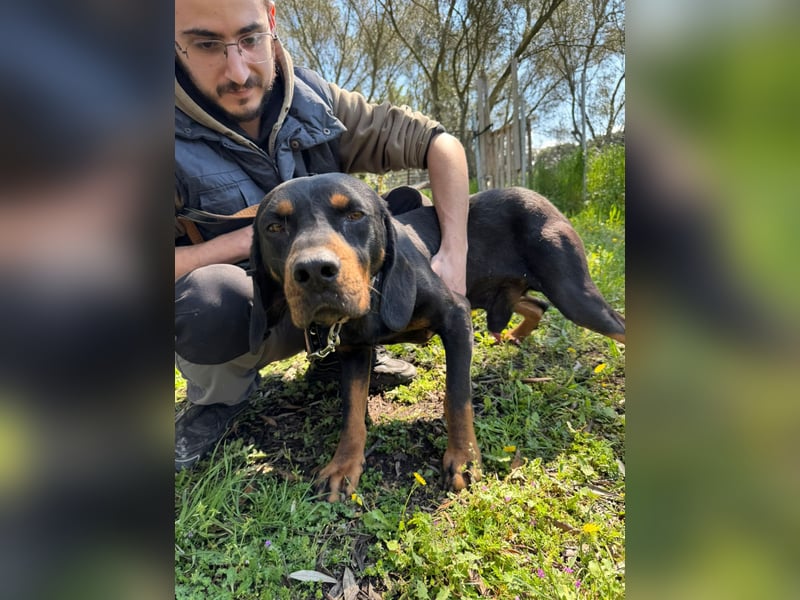 Hund Rüde Tierschutz Bundesweite Vermittlung