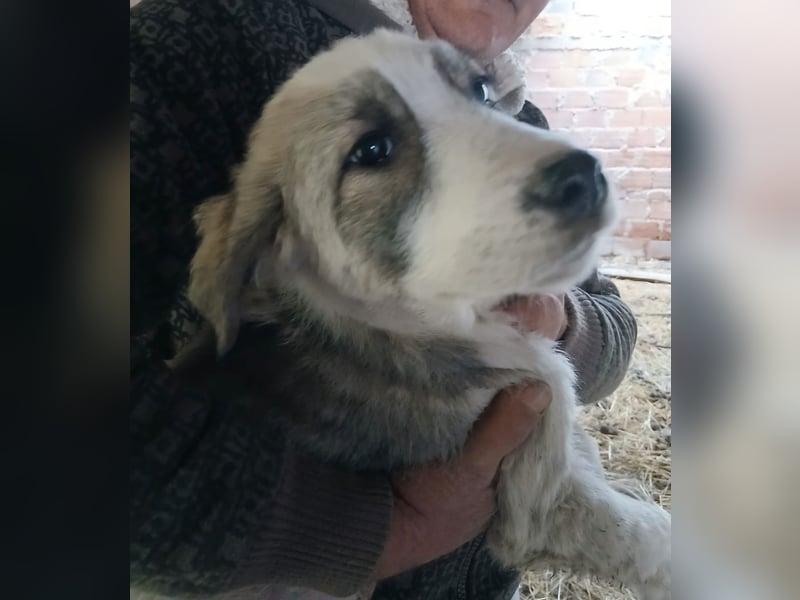 Hund Hündin Welpe Tierschutz Bundesweite Vermittlung