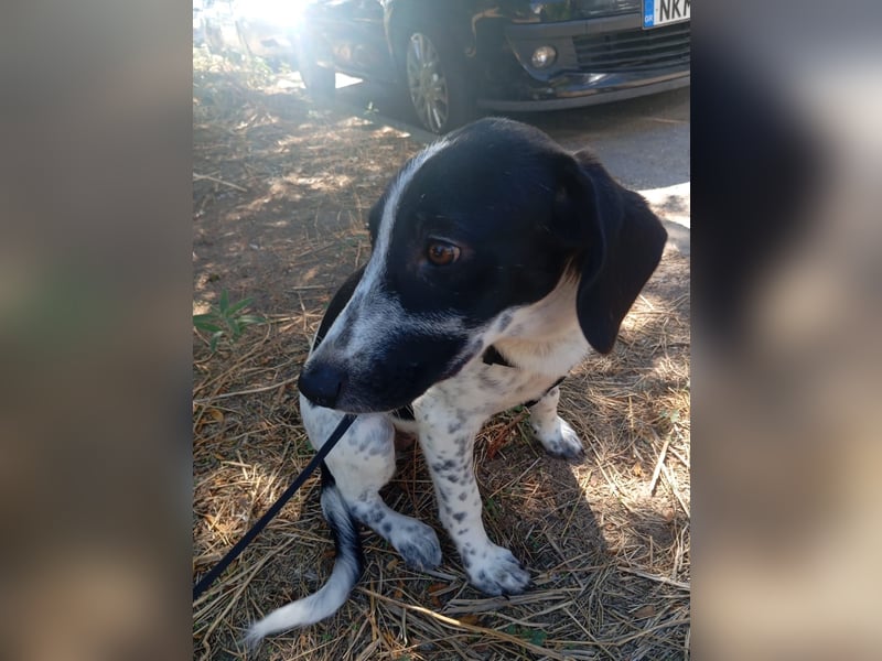 Hund Hündin Welpe Tierschutz Bundesweite Vermittlung