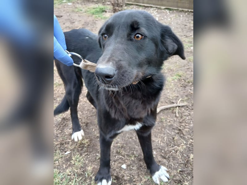 Hund Hündin Tierschutz Kastriert Bundesweite Vermittlung