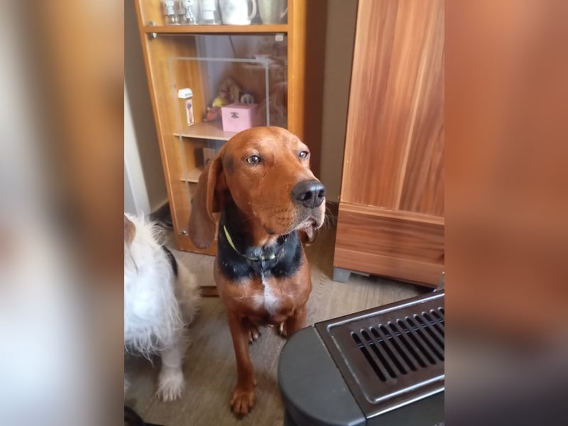 Hund Rüde Tierschutz Bundesweite Vermittlung