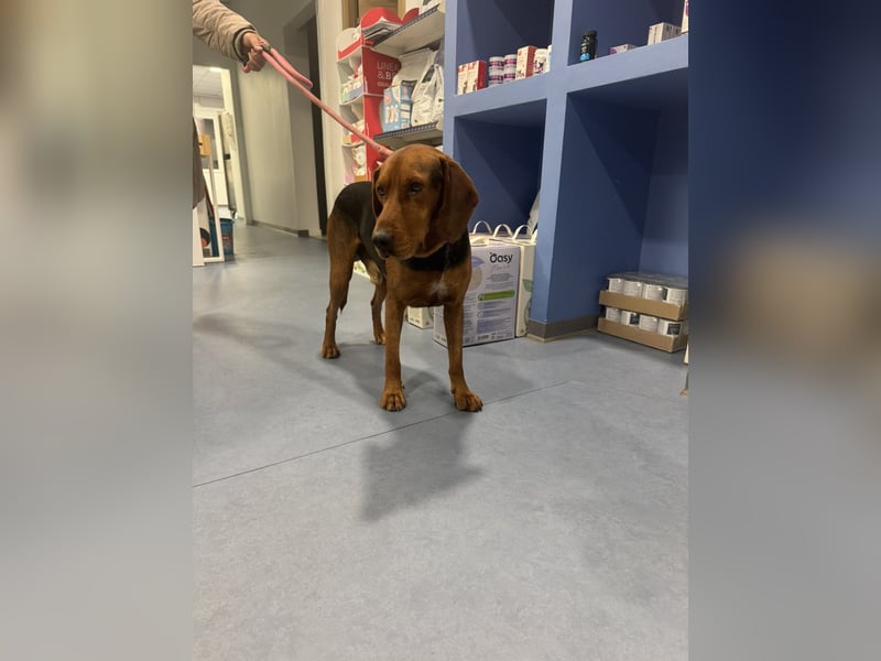 Hund Rüde Tierschutz Bundesweite Vermittlung