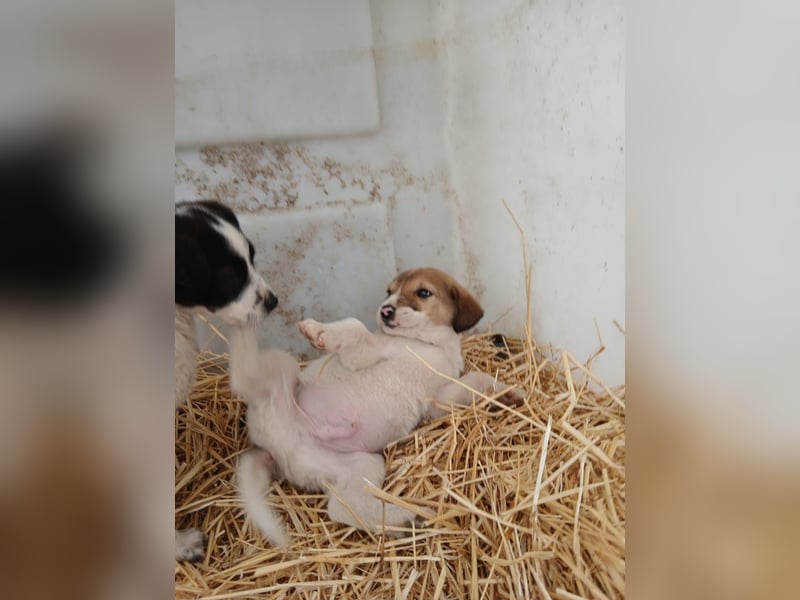 Hund Rüde Tierschutz Welpe Tierschutz Bundesweite Vermittlung