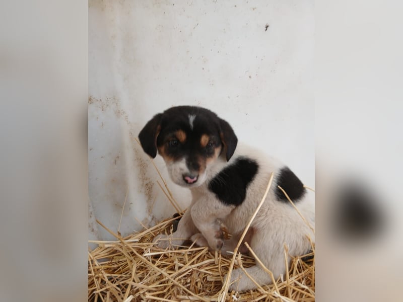 Hund Rüde Welpe Tierschutz Bundesweite Vermittlung