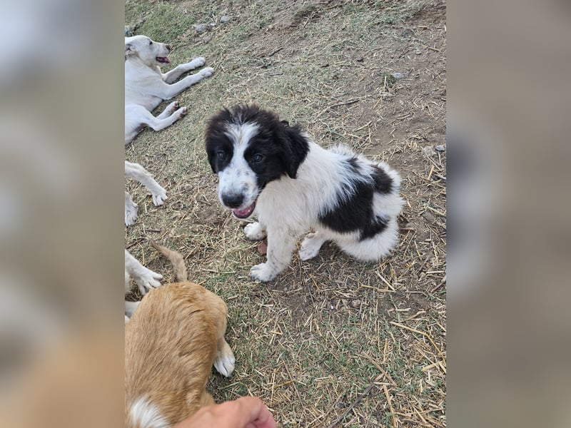 Hund Welpe Rüde Sam Tierschutz