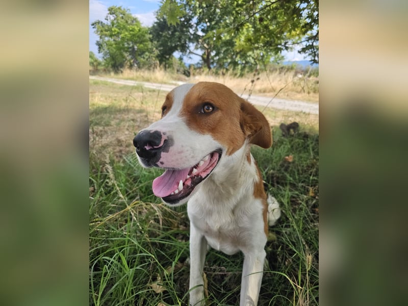 Hund Rüde Tierschutz Bundesweite Vermittlung