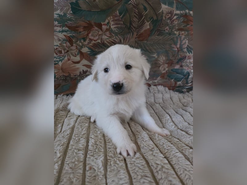 Hund Hündin Welpe Tierschutz Bundesweite Vermittlung