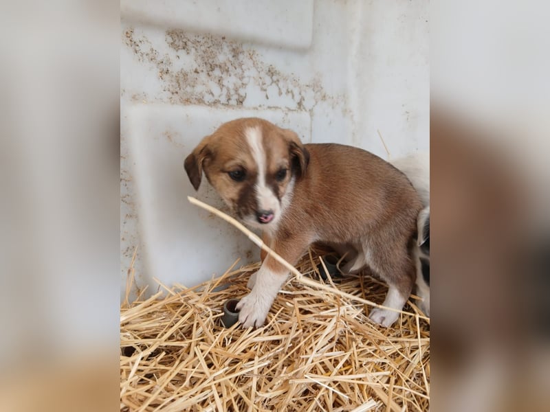 Hund Hündin Welpe Tierschutz Bundesweite Vermittlung