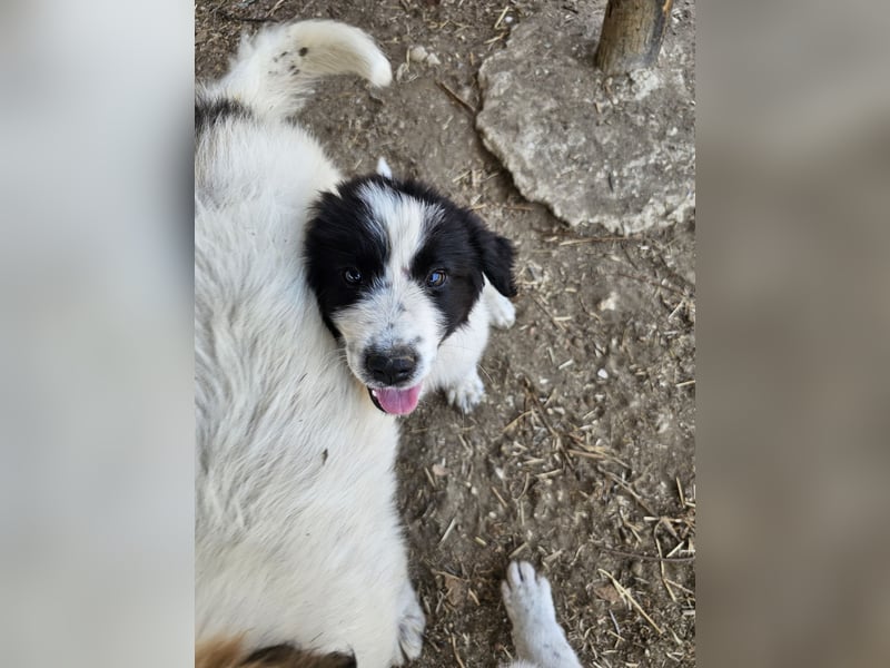 Hund Welpe Rüde Sam Tierschutz