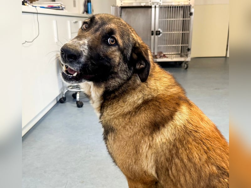 Hund Hündin Tierschutz Kastriert Bundesweite Vermittlung