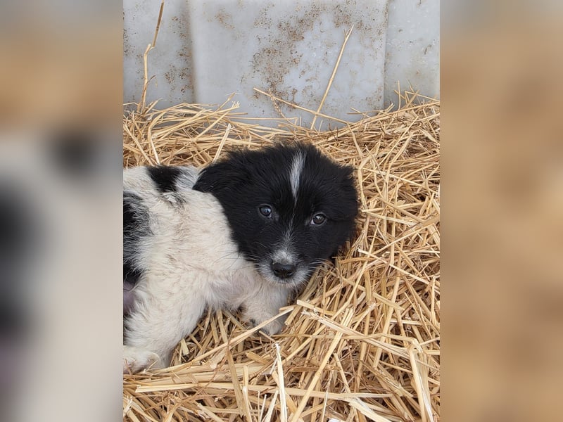 Hund Rüde Welpe Tierschutz Bundesweite Vermittlung