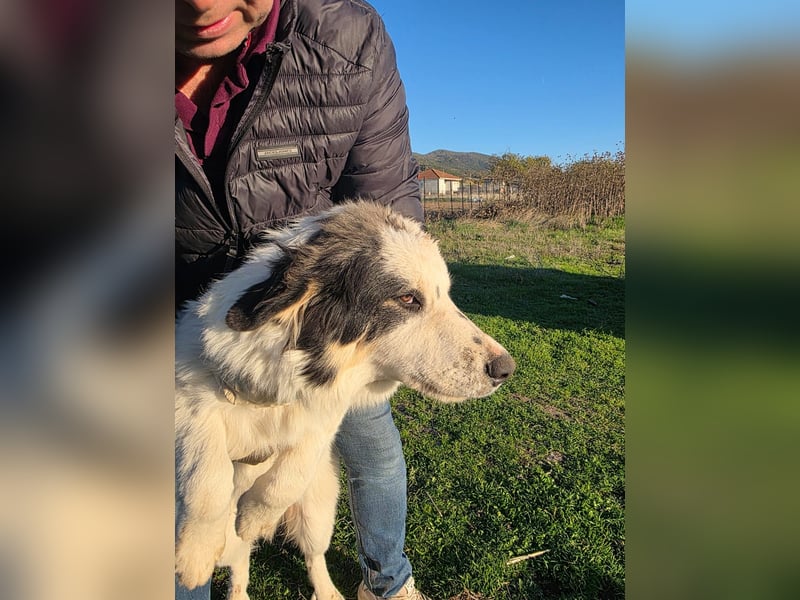 Hund Welpe Rüde Sam Tierschutz