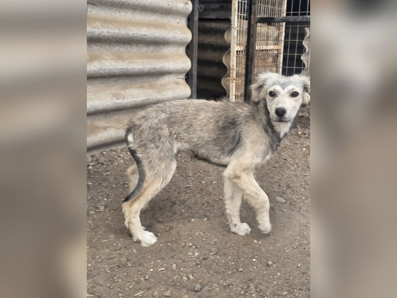 Hund Hündin Welpe Tierschutz Bundesweite Vermittlung