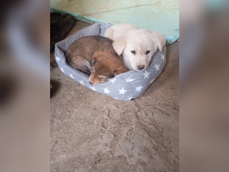Hund Rüde Tierschutz Welpe Bundesweite Vermittlung