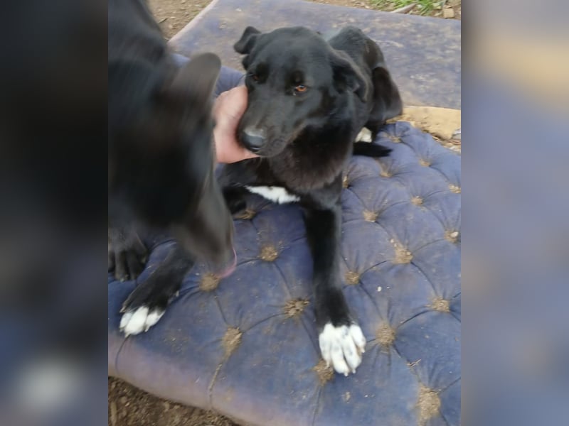 Hund Hündin Tierschutz Kastriert Bundesweite Vermittlung