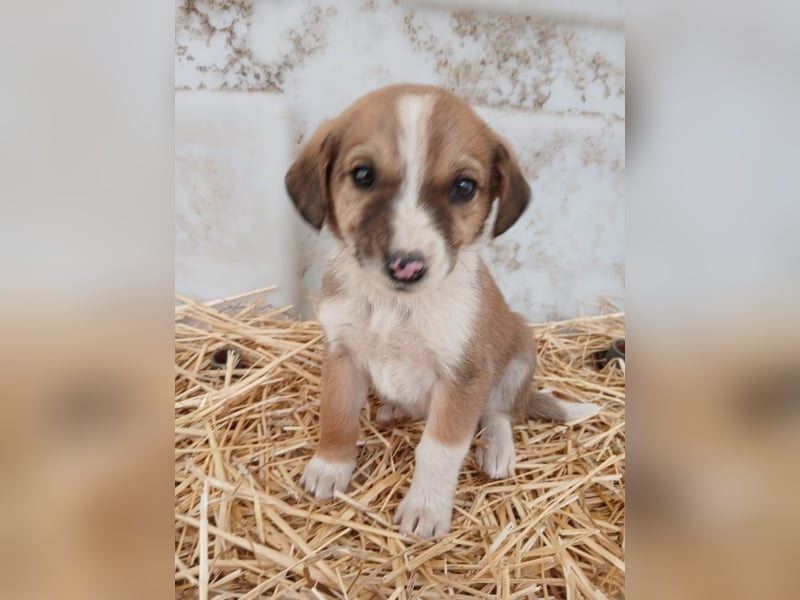 Hund Hündin Welpe Tierschutz Bundesweite Vermittlung