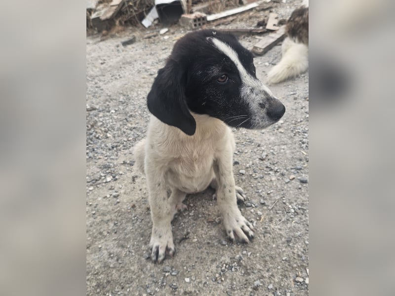 Hund Hündin Welpe Tierschutz Bundesweite Vermittlung