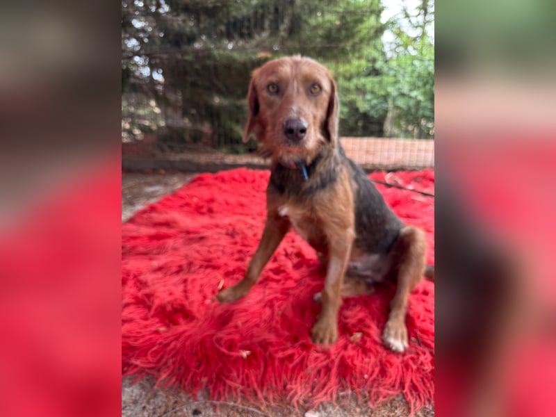Hund Hündin Kastriert Tierschutz Bundesweite Vermittlung