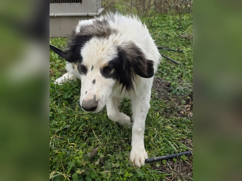 Hund Rüde Tierschutz Bundesweite Vermittlung