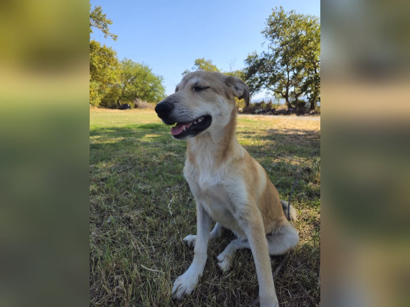 Hund Junghund Hündin Thalia Tierschutz Traumhund